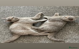 Scottish Fold cats for sale: Loved Sottish kittens to go x2 - Image 2