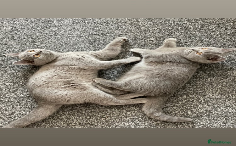 Scottish Fold cats - Advert 15