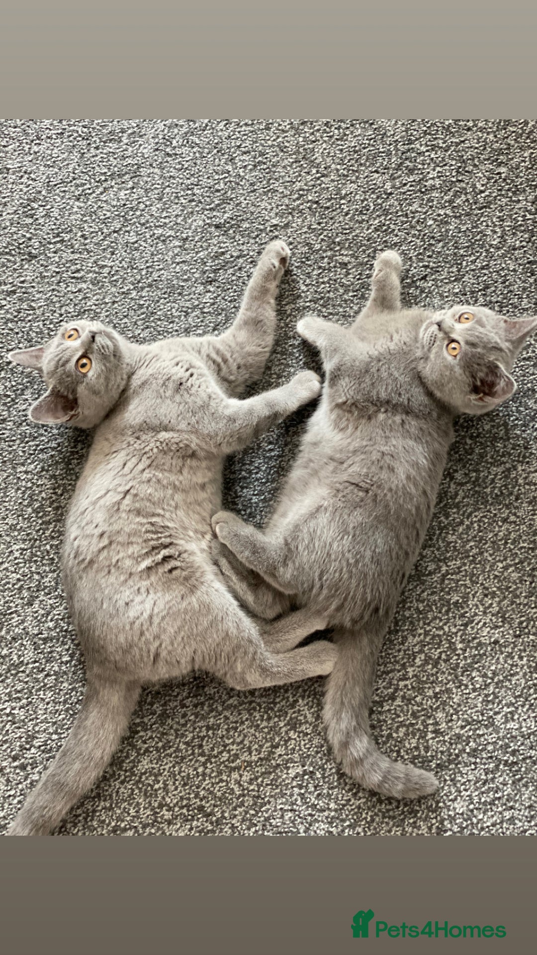 Scottish Fold cats for sale: Loved Sottish kittens to go x2 - Image 2