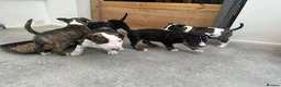 English Bull Terrier dogs for sale: Stunning English bull terrier puppies  - Advert 12