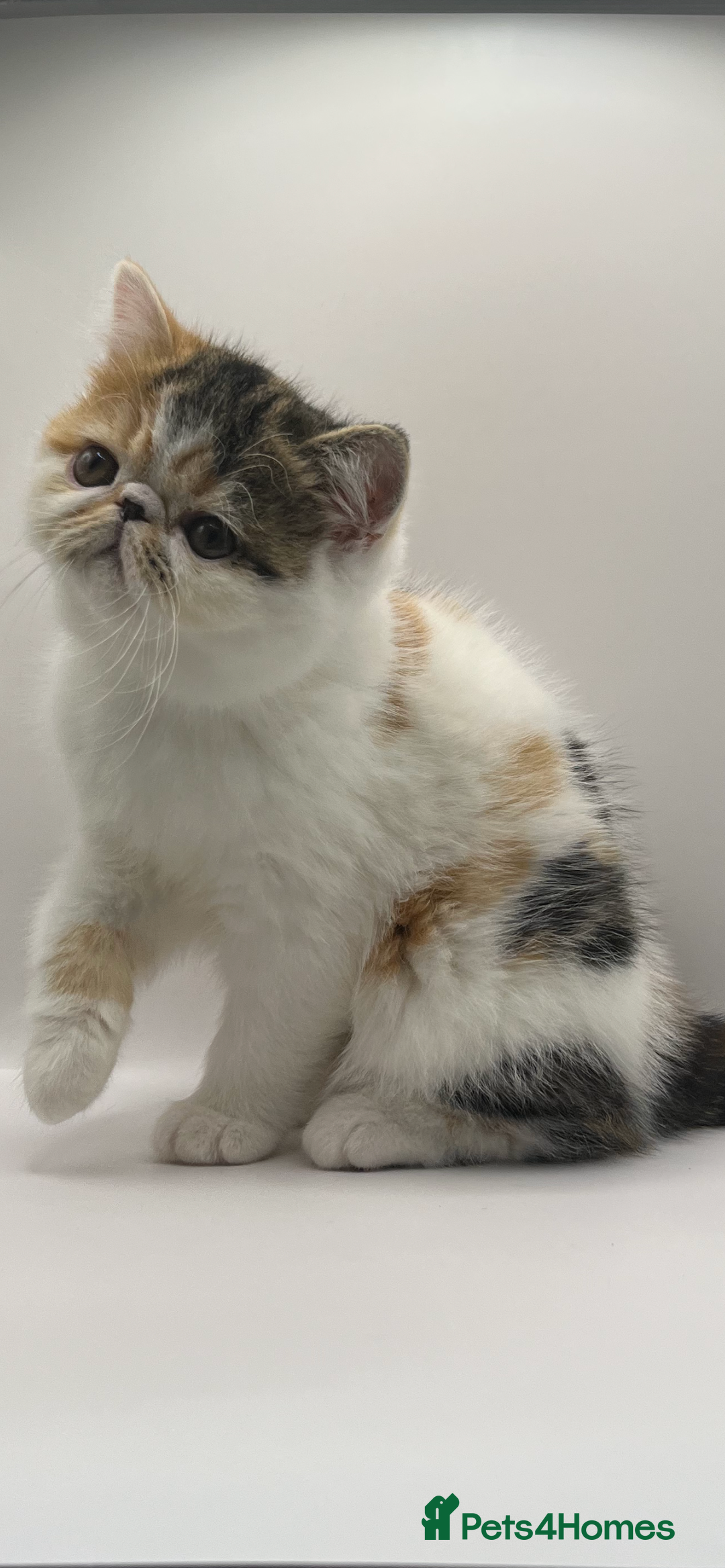 Persian cats for sale: Beautiful exotic CFA registered kittens - Advert 14