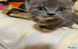 British Shorthair cats for sale: Gorgeous friendly kittens - Image 12