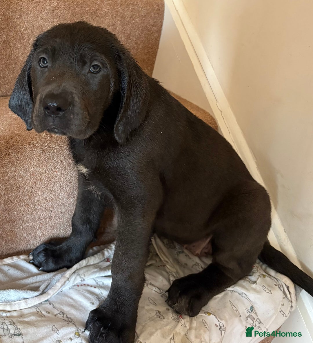 Cane Corso dogs for sale: 2 blue & 2 black cane corso girls! Can leave now🐾 - Image 1