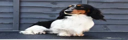 Miniature Dachshund dogs for stud: Miniature Black and Tan Piebald Stud in Rochford - Advert 4