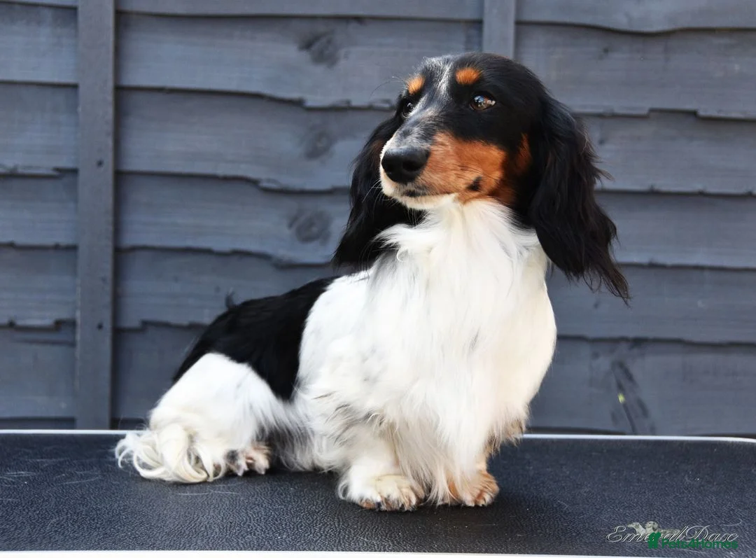 Miniature Dachshund dogs for stud: Miniature Black and Tan Piebald Stud in Rochford - Advert 4