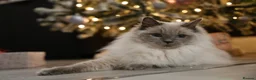 Ragdoll cats for sale: GCCF Ragdoll kittens. Lynx, Blue point. in Basingstoke - Advert 21