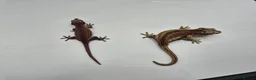 Gecko reptiles for sale: Proven breeder Red striped gargoyle gecko - Advert 8