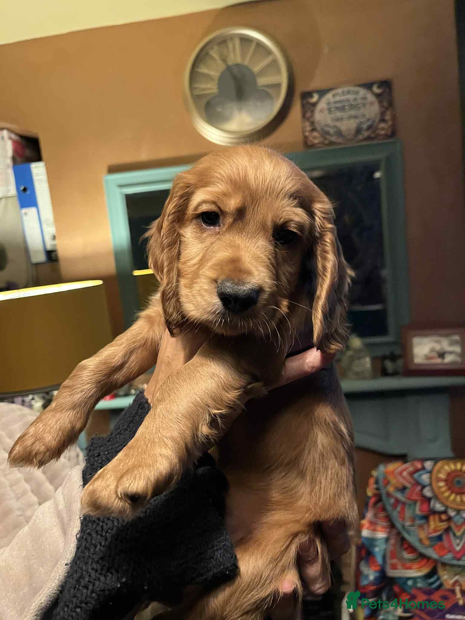 Cocker Spaniel dogs Cocker Spaniel Red Boy - Advert 15