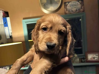 Cocker Spaniel dogs Cocker Spaniel Red Boy - Advert 13