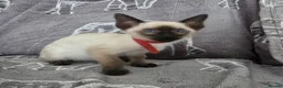 Siamese cats for sale: Adorable siamese kittens - Advert 12