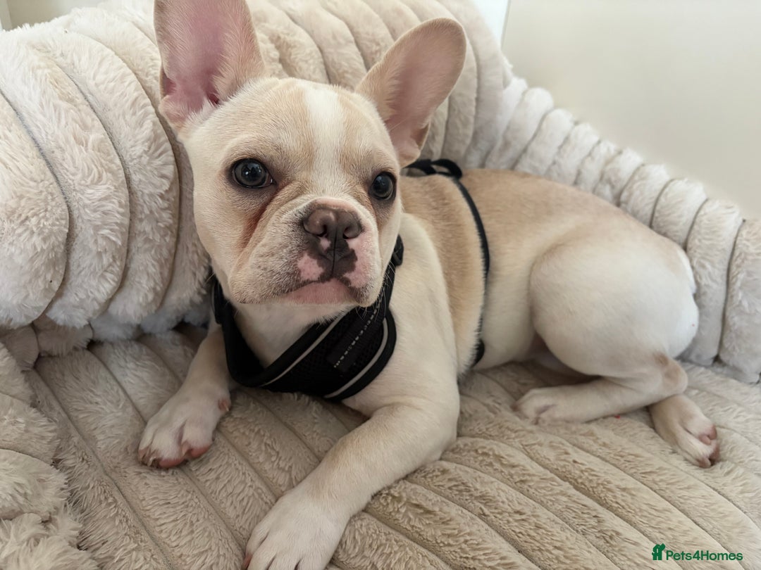 French Bulldog dogs for sale: Female dog for sale - Advert 5