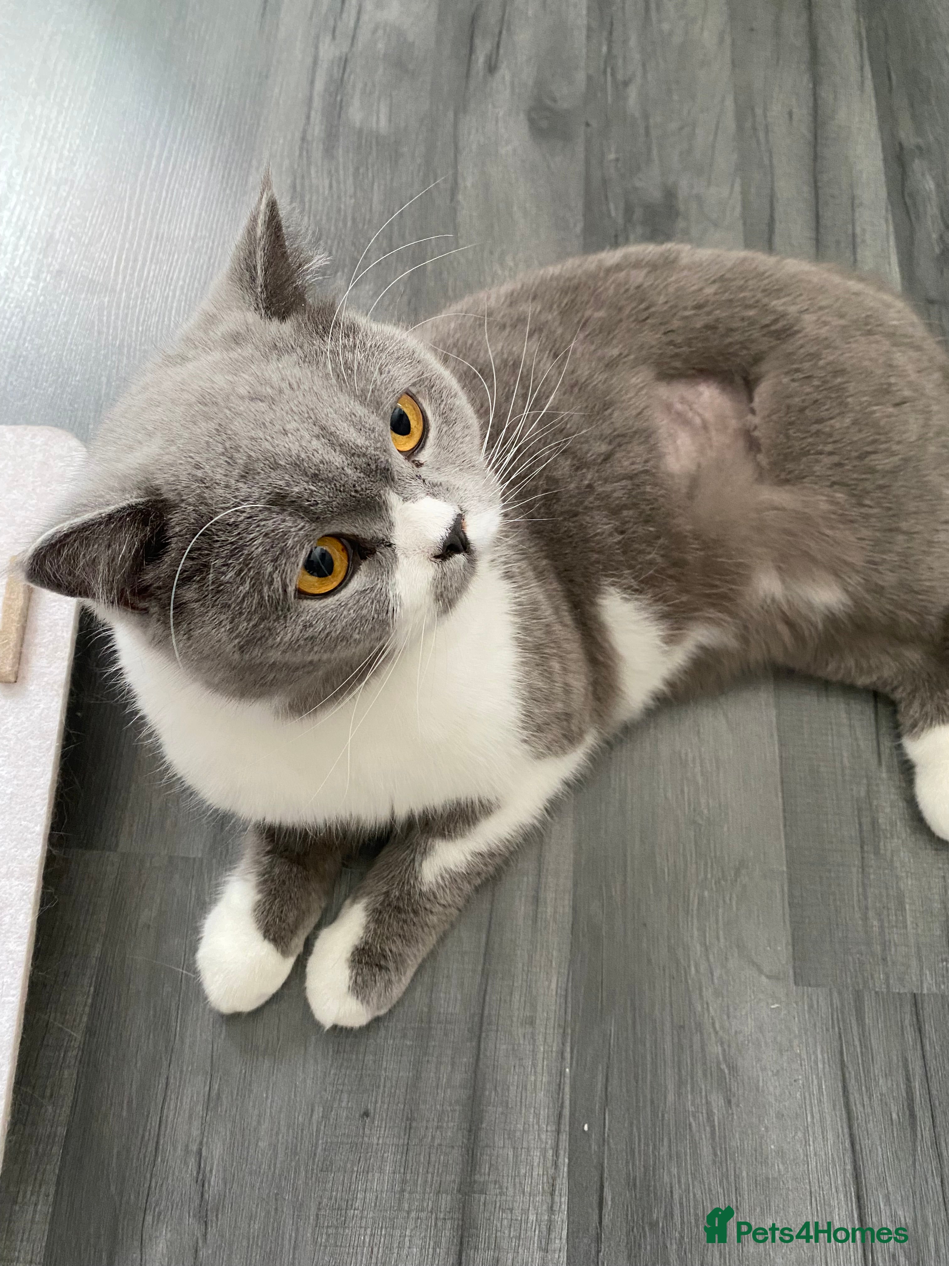 British Shorthair cats ADULT RE-HOME BRITISH SHORTHAIR BI - Advert 1