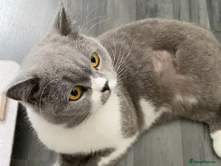 British Shorthair cats ADULT RE-HOME BRITISH SHORTHAIR BI - Advert 1