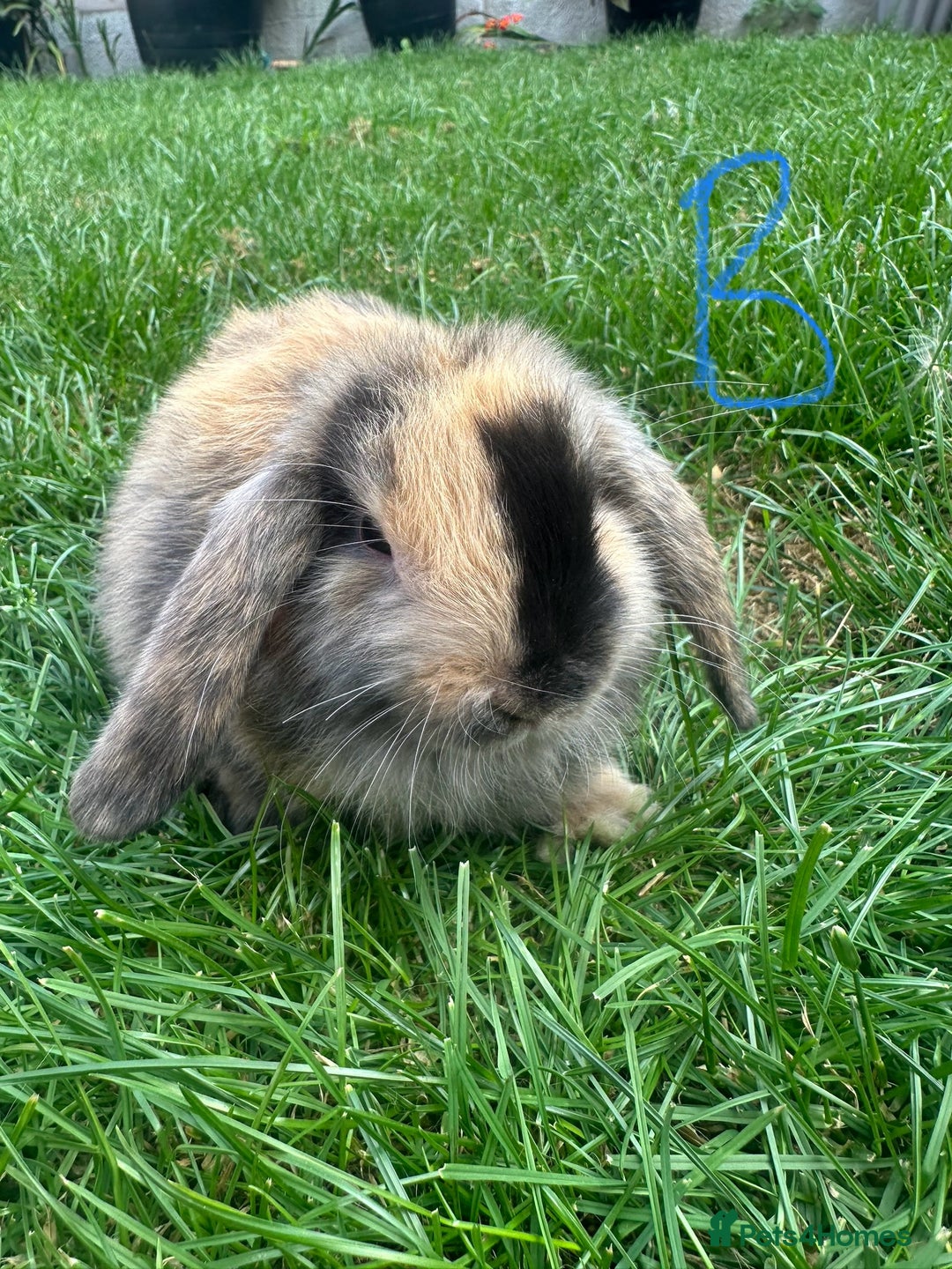 Mini Lop rabbits for sale: Mini Lop Rabbits For Sale  - Image 8