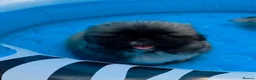 Pekingese dogs for sale: KC Registered Pekingese Puppies top quality  - Advert 2