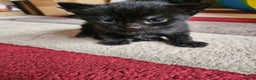 Mixed Breed cats for sale: Black/grey kittens  - Advert 4