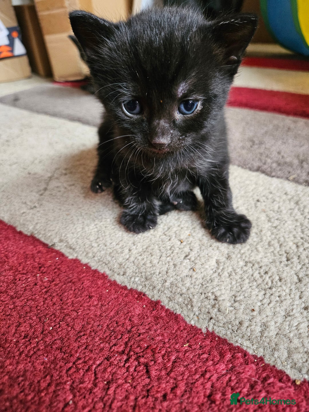 Mixed Breed cats for sale: Black/grey kittens  - Advert 4