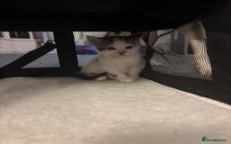 Mixed Breed cats for sale: Beautiful kittens ready for 5/11/28 - Image 5
