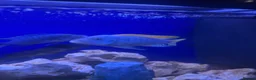 Cichlids fish for sale: 10 Malawi cichlids  - Advert 5