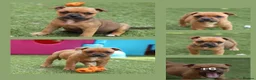 Staffordshire Bull Terrier dogs for sale: Beautiful Adult Girl - Advert 3