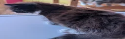 Domestic Shorthair cats for sale: Beautiful kitten 🐾 - Advert 4
