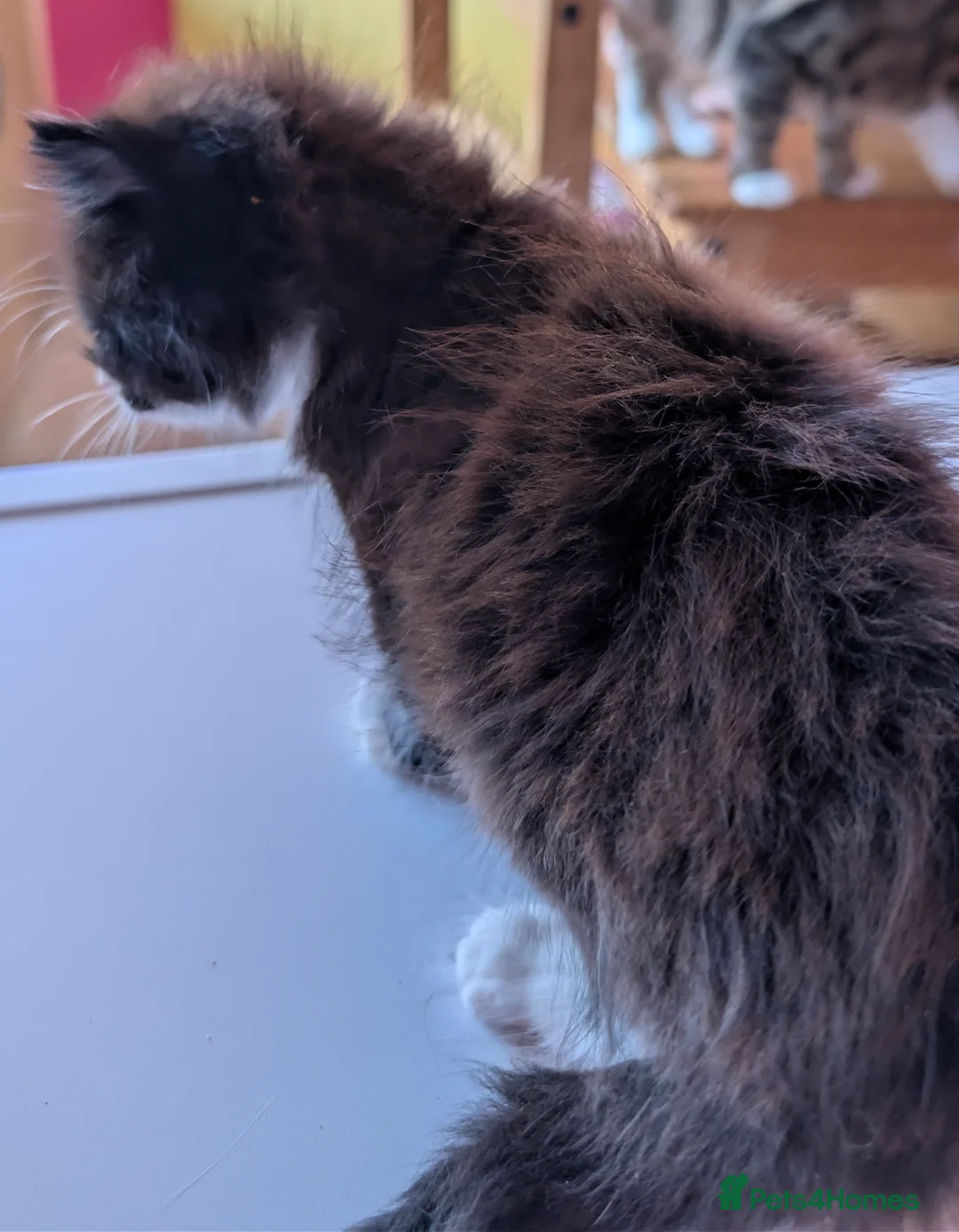 Domestic Shorthair cats for sale: Beautiful kitten 🐾 - Advert 4