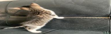 Mixed Breed Kitten 2