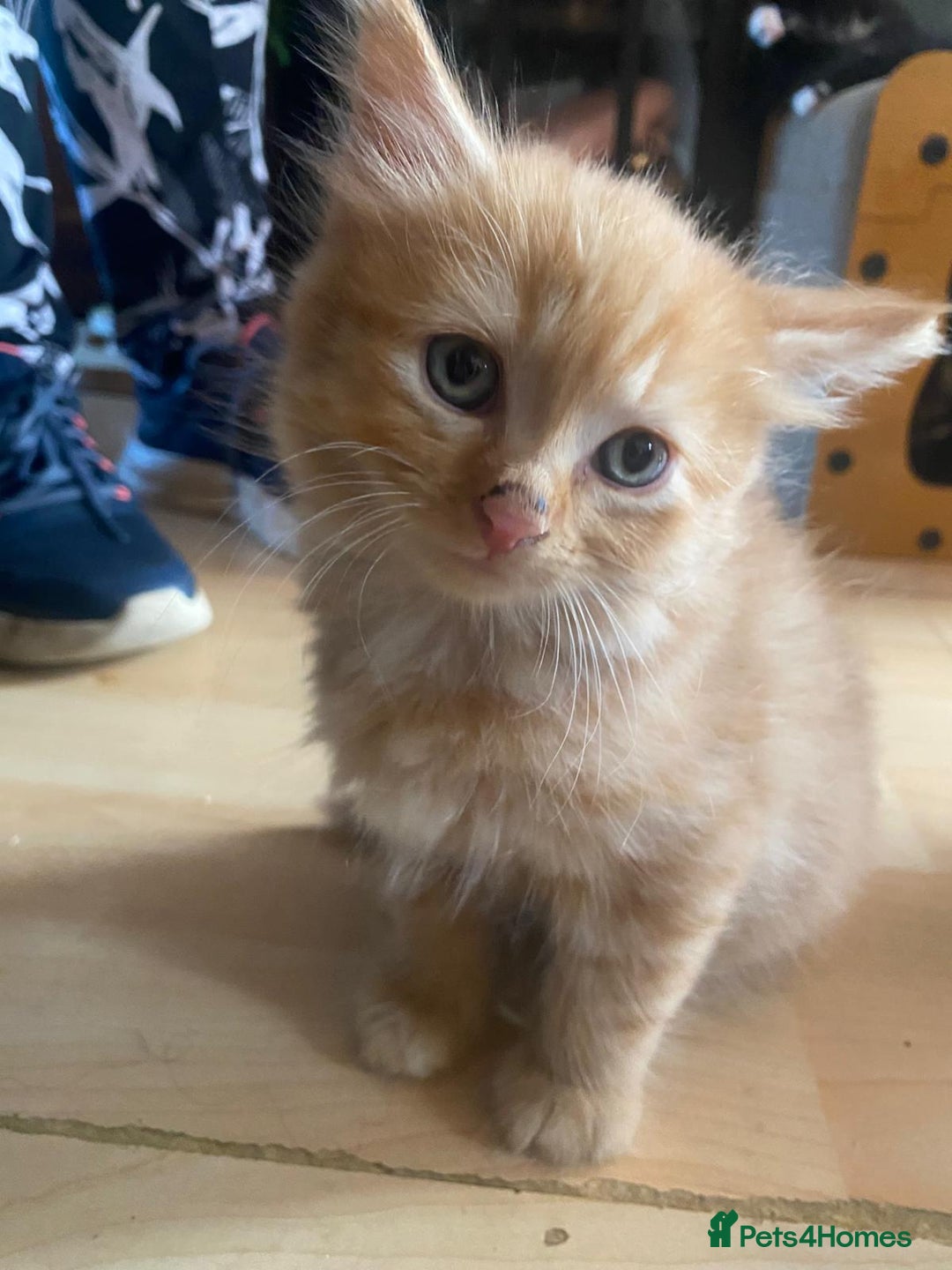 Mixed Breed cats for sale: Kittens ready 26th Aug - Image 7