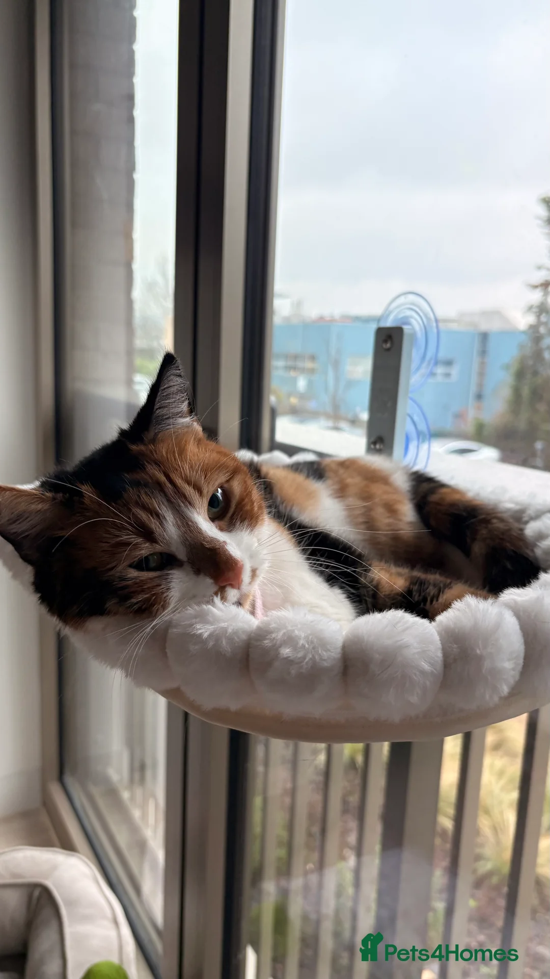 Mixed Breed cats for sale: Mochi Kimchi & Miso - Advert 6