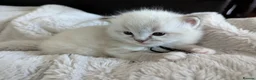 Ragdoll cats for sale: GCCF Full Pedigree Ragdoll Kittens  - Advert 9