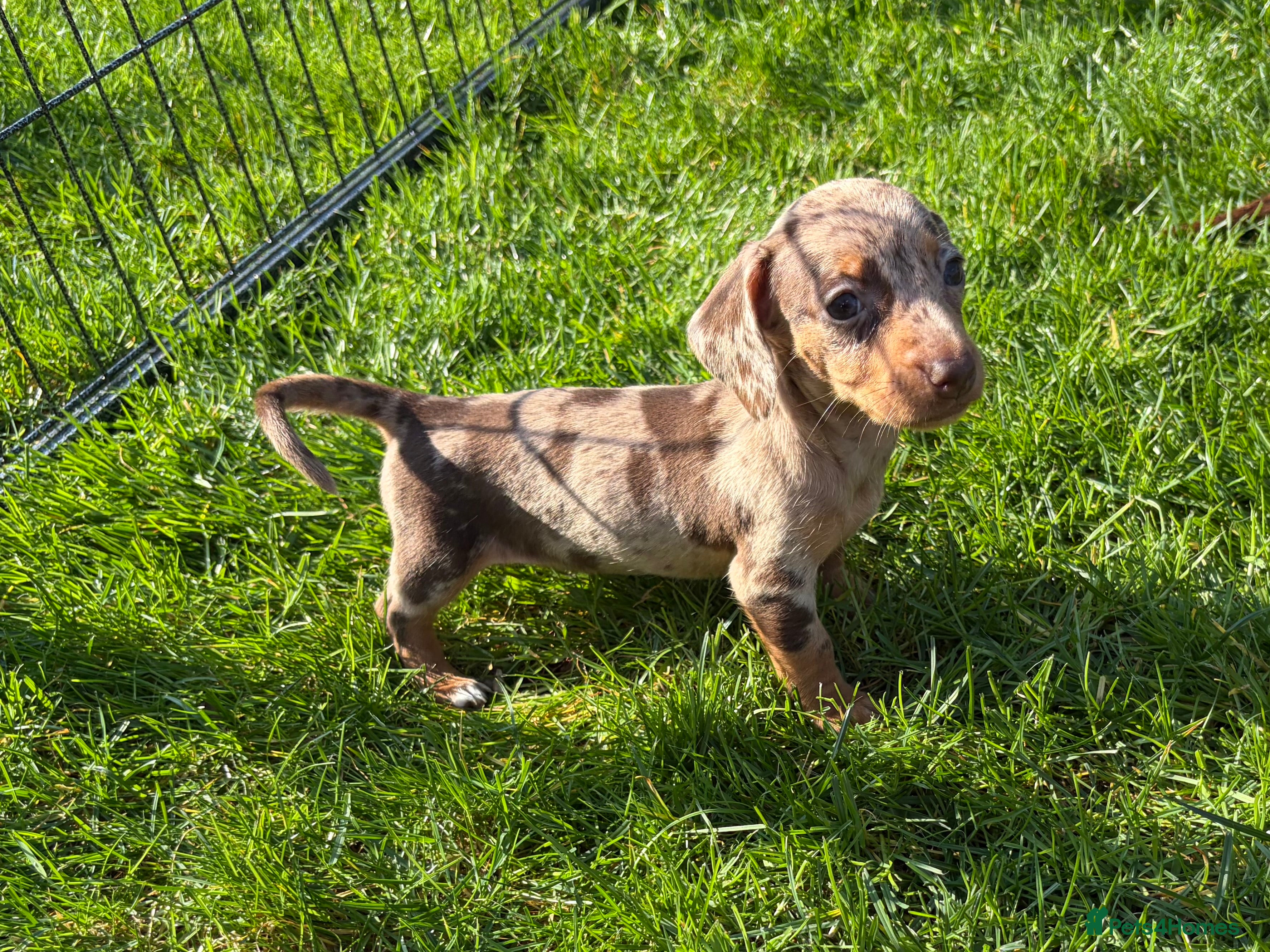 Dachshund dogs Gorgeous Dachshund Puppies! - Advert 2