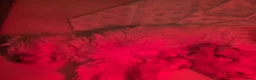 Maltipoo dogs for sale: 4 Apriciot F1 Maltipoo Puppies - Advert 9