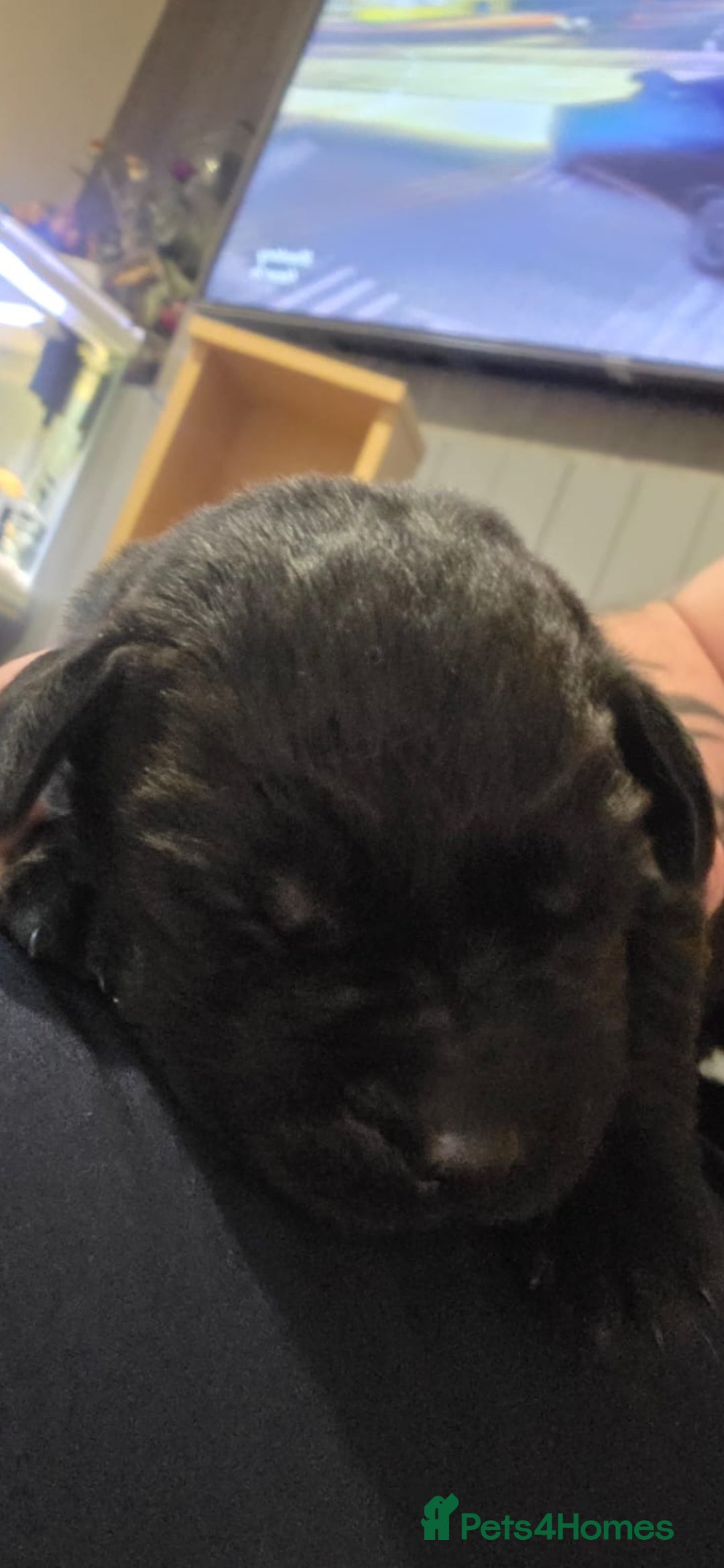 Labrador Retriever dogs for sale: Kc registered labrador  - Advert 5