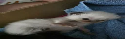 Siamese cats for sale: Gorgeous siamese x maine coone litter - Advert 15