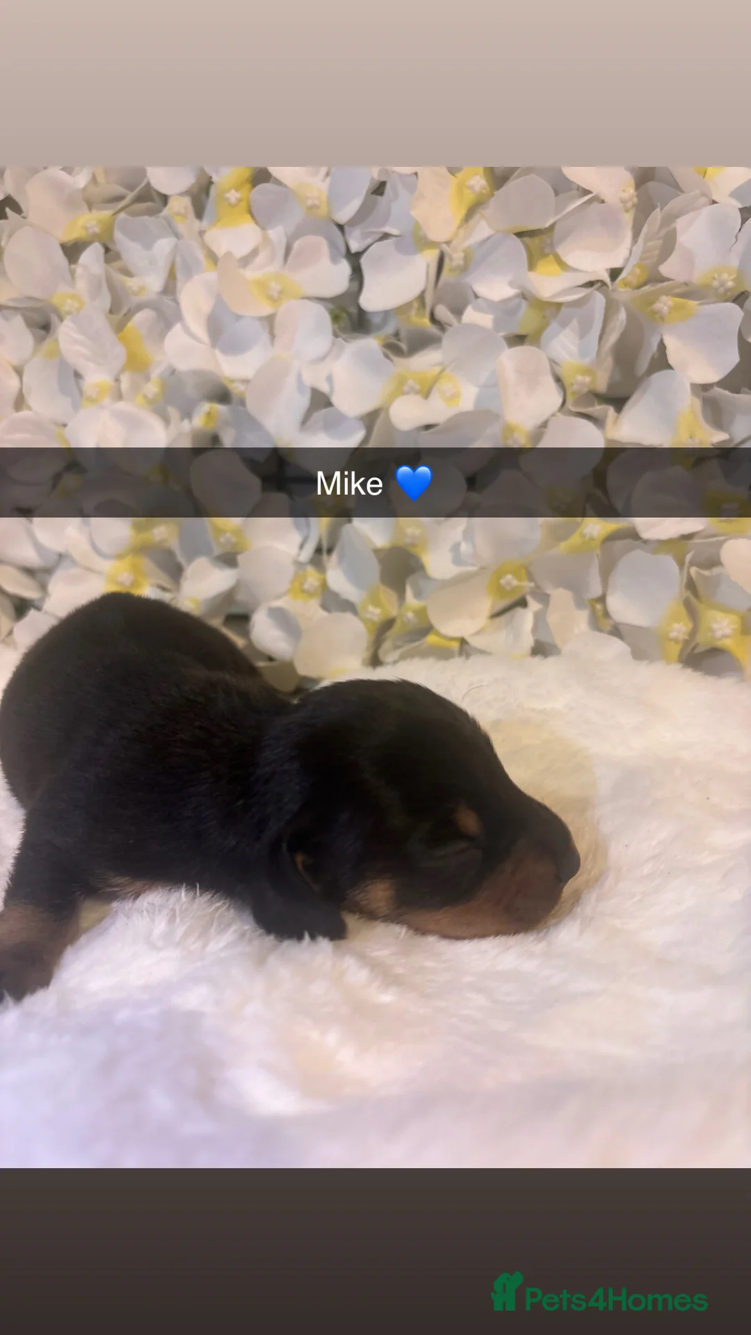 Miniature Dachshund dogs for sale: Miniature Dachshund Puppies 🐶  - Advert 5