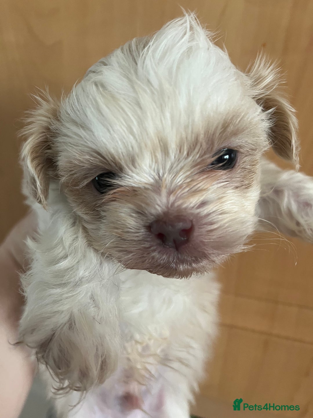 Shih Tzu dogs for sale: Beautiful shihtzu puppies  - Image 17
