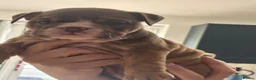 English Bulldog dogs for sale: REDUCED LAST 2 BULLDOG GIRLS ( choc tan) - Advert 24