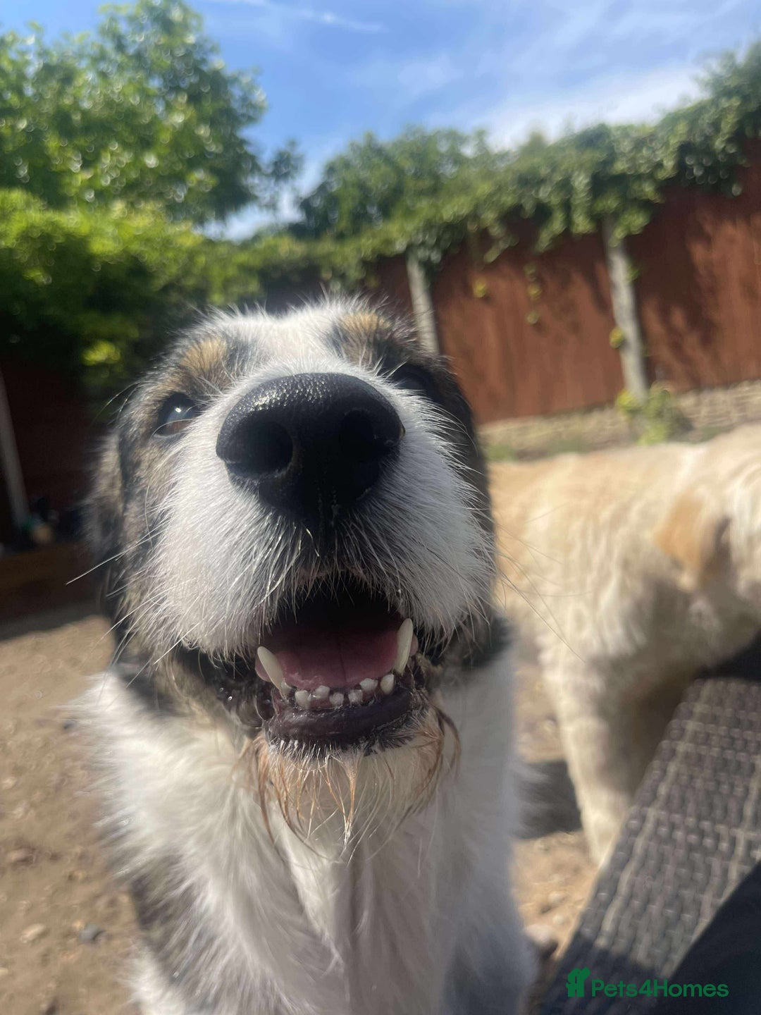 Mixed Breed dogs for adoption: Ringo is looking for a new home - Image 4