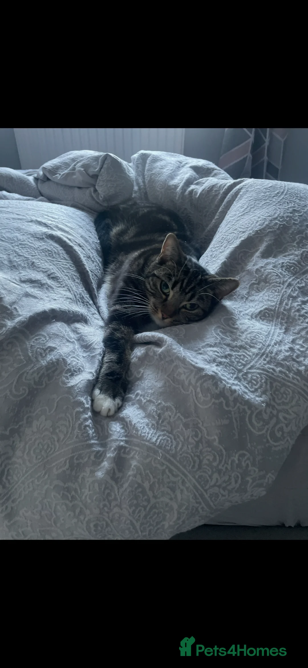 Mixed Breed cats for sale: 2 adult female cats  - Advert 2