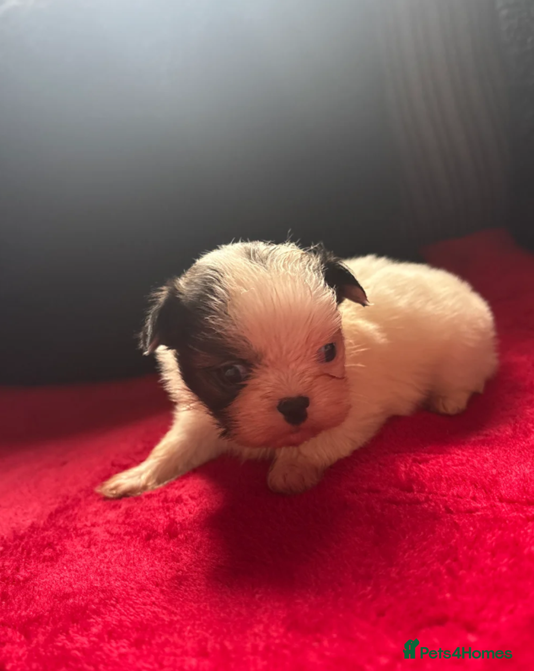 Shih Tzu dogs for sale: Shih Tzu - Advert 4