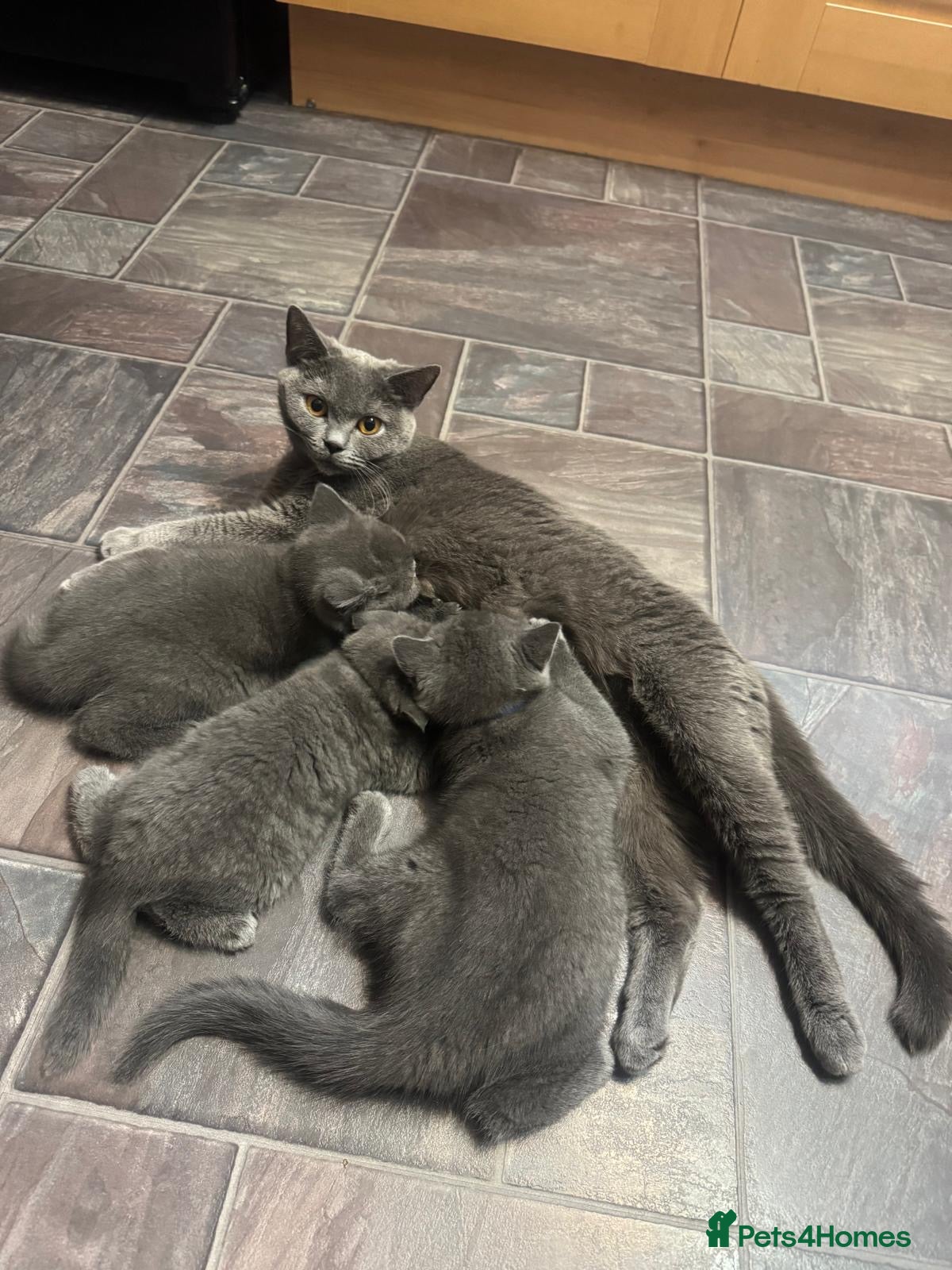 British Shorthair cats Beautiful 3 British Shorthair Kittens in Livingston - Advert 1