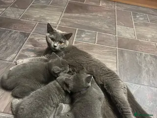 British Shorthair cats Beautiful 3 British Shorthair Kittens in Livingston - Advert 1