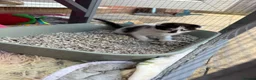 Mixed Breed cats for sale: Beautiful kittens for sale  - Advert 11