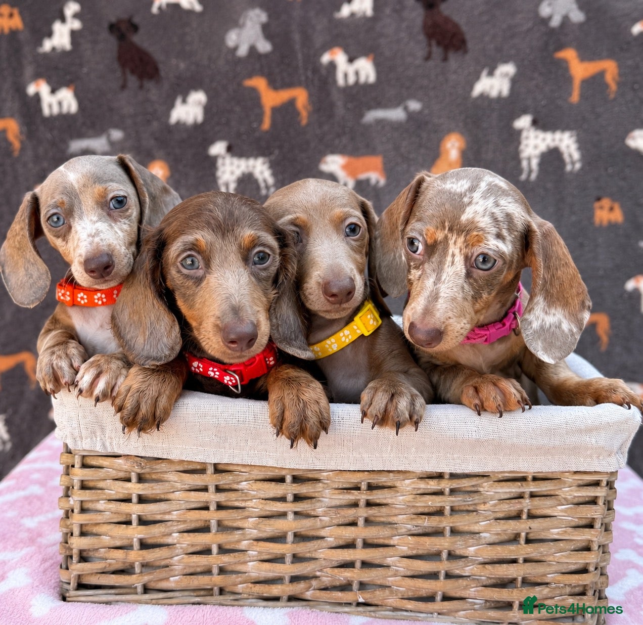 Miniature Dachshund dogs Miniature Dachshund- KC Registered - Advert 1