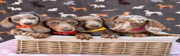 Miniature Dachshund dogs for sale: Miniature Dachshund- KC Registered - Advert 1
