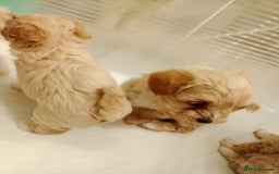 Maltipoo dogs for sale: Maltipoo  - Image 8