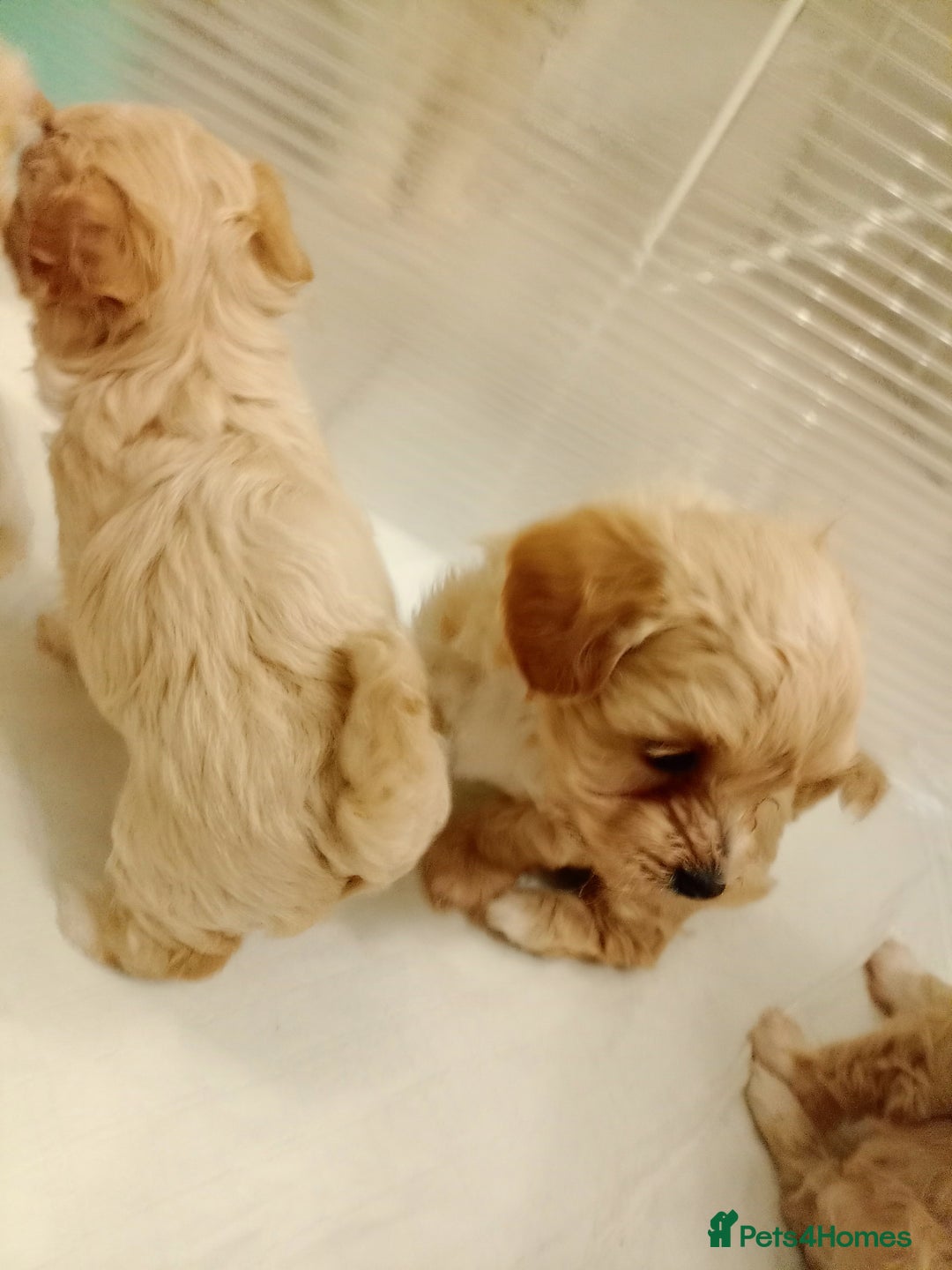 Maltipoo dogs for sale: Maltipoo  - Image 8