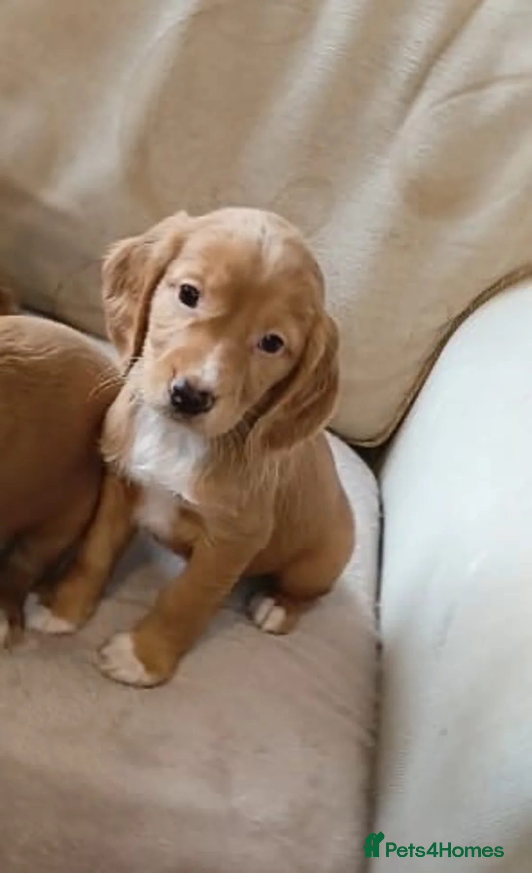 Cocker Spaniel dogs for sale: Cocker spaniel puppies in Middlesbrough - Advert 2