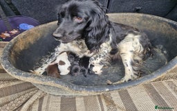 Sprocker dogs for sale: Beautiful Sprocker Puppies - Image 2