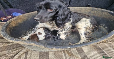 Sprocker dogs - Advert 10